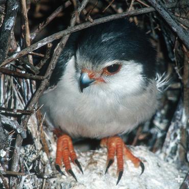 This pygmy falcon is hanging out on its nest.