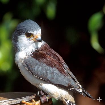 Animal ambassadors let people meet animals up close, like this pygmy falcon.