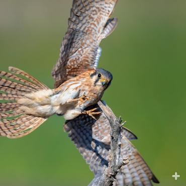 American kestrels are fierce little hunters. From a perch, they swoop in taking insects and other small prey in open areas. 