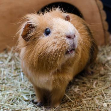Many people may recognize the domestic guinea pig, as it is a popular pet. 
