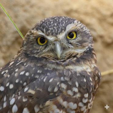The ground-loving burrowing owl blends in well with the landscape (usually). 
