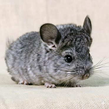 Chinchilla litter size is small, usually consisting of two babies, but can reach up to six. Mothers are very protective of their little ones. 