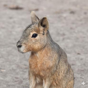 Patagonian mara, also known as a cavy, are long-legged rodents with a body that resembles a small deer.  It is an herbivore. 