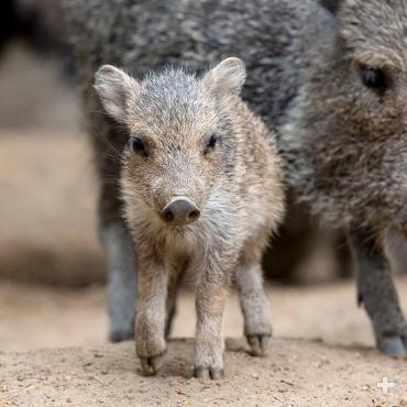 Chacoan peccary piglet.