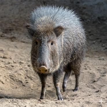 Adult Chacoan peccary.