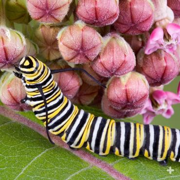 Monarch butterfly caterpillar on a narrow-leaf milkweed plant. Narrow-leaf milkweed (Asclepias fascicularis) is a California native species. 