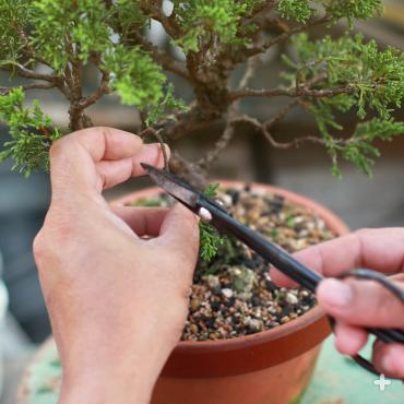 A hobbyist trimming a bonsai.
