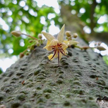Cacao flower.