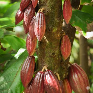 Cacao pods growing on the tree.