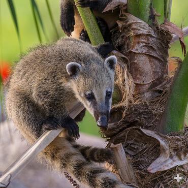 Coati youngsters.