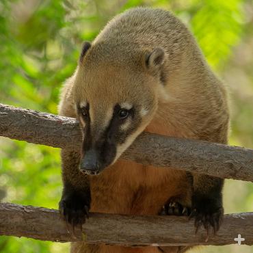 Coati on two branches.