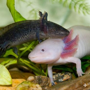 Axolotl's are naturally gray in color, though pink axolotls have been bred for the pet trade.