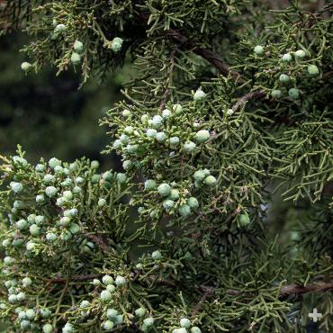 California Juniper berries.
