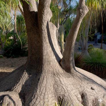 The large base, or caudex, of a ponytail palm can grow quite large. One located in the San Diego Zoo's Beaucarnea forest at Elephant Odyssey is 10 feet wide.