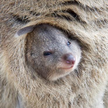 As marsupials, quokka tote their young for several months in a secure pouch. 