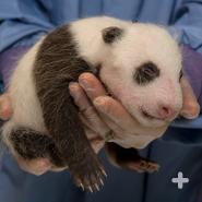 While this baby giant panda is small, newborns are remarkably tiny: they are born hairless and about the size of a stick of butter.