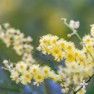 Australia's black wattle acacia—one of the most invasive species in the world.