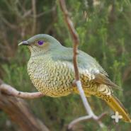 Female satin bowerbirds choose their mate based on his "home decor" talents.