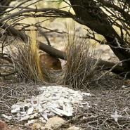 A western bowerbird's avenue-style bower is decorated with bone fragments, snail shells, and pebbles.