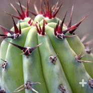 Sharp spines of a cochal cactus