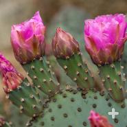 Beavertail prickly pear cactus in bloom