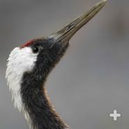 The red-crowned crane is prominent in Japanese culture, where it is reputed in folklore to live 1,000 years and keep the same mate for life, making it a popular symbol in wedding ceremonies.