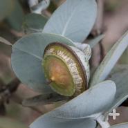 A cap-like structure covers and protects a developing eucalypt bud. 