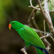 Parrots are known for being very vocal: their squawks, screams, and screeches can be heard from far away in the forests.