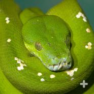 The green tree python's emerald color helps it blend in with the vegetation of its habitat.