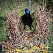 This satin bowerbird male waits to show off his swanky bower.