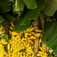 Yellow bananas growing on a tree in Thailand.