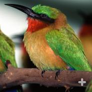 Red-throated bee-eaters are one of the 22 bee-eater species in the Meropidae family.