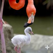 American flamingo parent with chick on mud nest