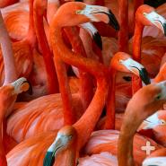 Large flock of American flamingos 