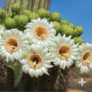 Saguaro blooms