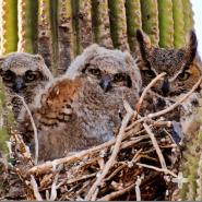 An owl family nested in a saguaro