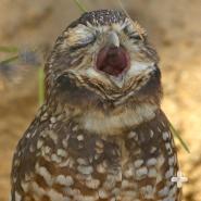 Burrowing owls communicate with a clucking or chattering call. They hiss when alarmed.