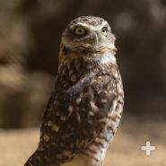 About the height of a ruler, the burrowing owl surveys the land for food and predators. 