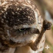 Burrowing owls are active by day and rear their chicks in an underground burrow. 