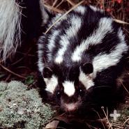Eastern spotted skunks have more stripes than striped skunks, ironically. 
