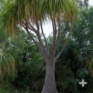The ponytail palm tree's distinctive bulbous base, or caudex, inspired this tree's other common name: the elephant foot tree. 