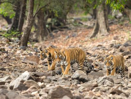 Bengal tigers, India