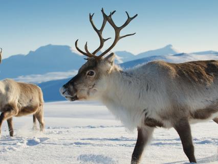 Reindeer in Tromso region, Northern Norway