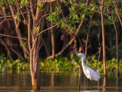 Egret in Florida Everglades