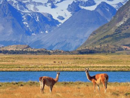 A pair of guanaco grazing in a yellow field in front of a blue lake and snow-capped mountains of Patagonia