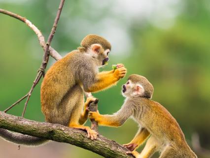 Squirrel monkeys eating fruit while sitting on a tree branch in a jungle