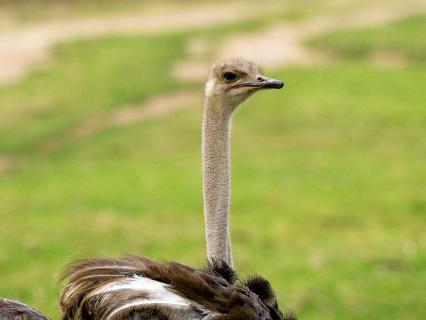 A pair of ostriches in front of a large green grassy field.