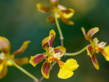 Close-up of yellow and maroon orchid flowers