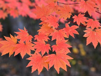 The red colors of a maple tree's leaves.