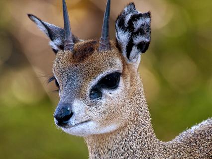 Closeup of a klipspringer's face in front of a green background